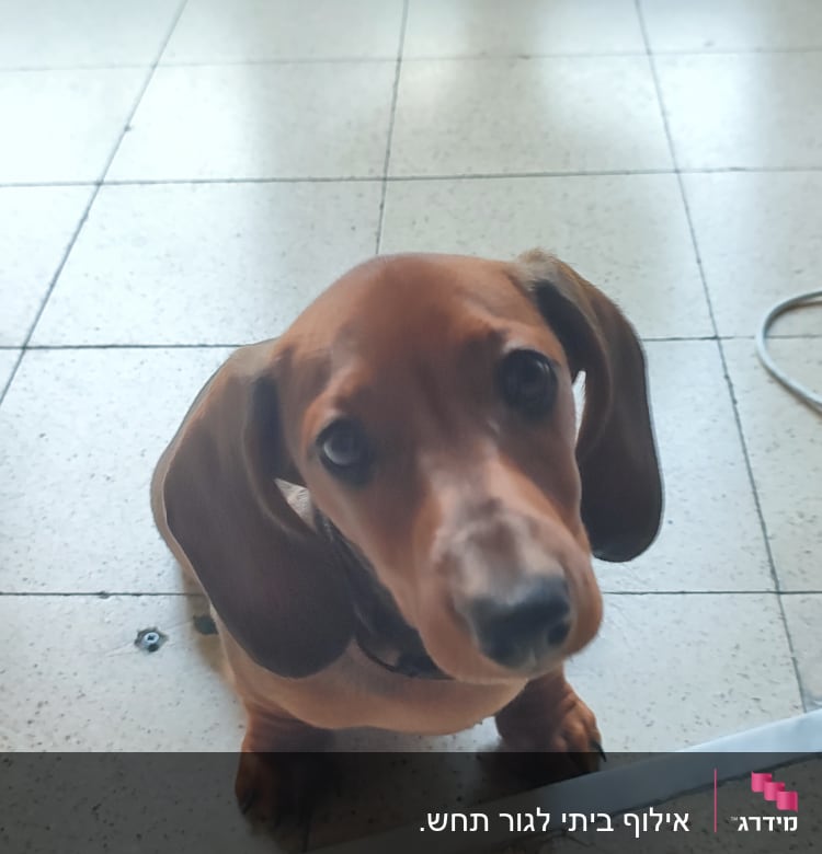 כלב קטן יושב על רצפה ליד כיסא משרדי